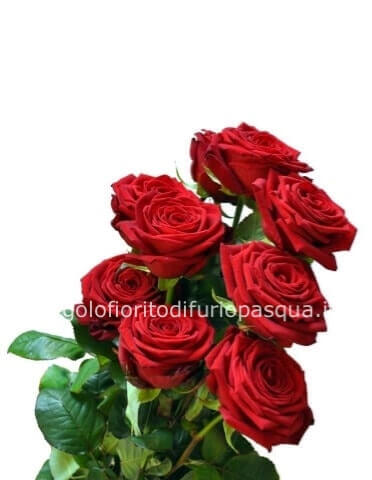 Rose rosse da comporre in mazzo per numero di steli.