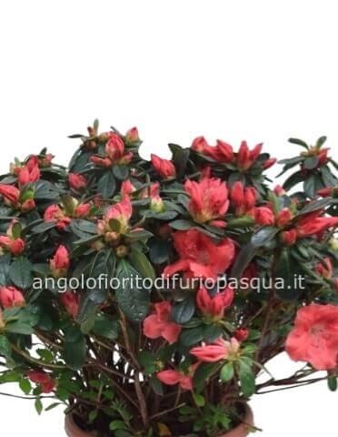 Pianta di azalea